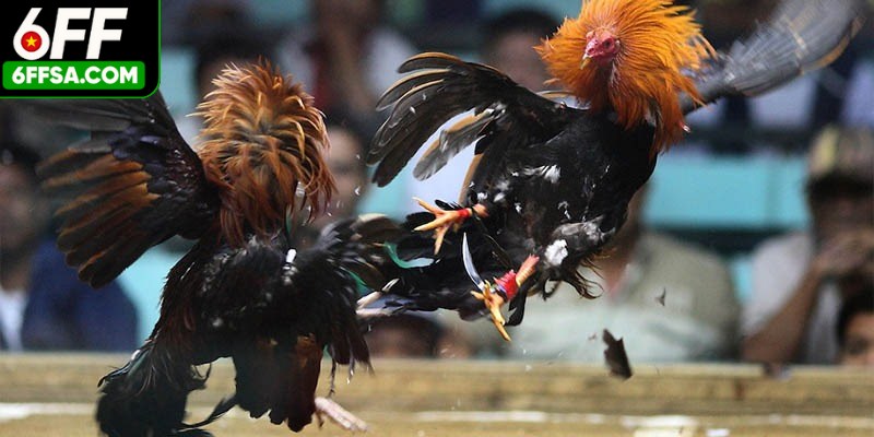 Nếu bạn muốn chiến thắng khi cá cược đá gà hãy áp dụng mẹo hay